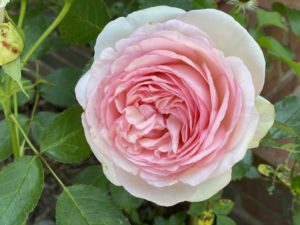 Eden climbing rose picture of blooms