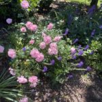 Fairy Rose blooming with purple salvia