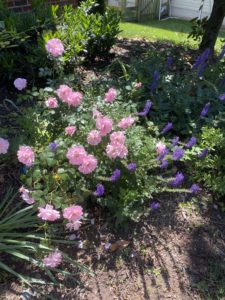 Fairy Rose blooming with purple salvia