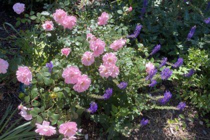 Fairy Rose blooming with purple salvia