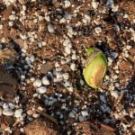 Direct sow lima beans in my raised bed