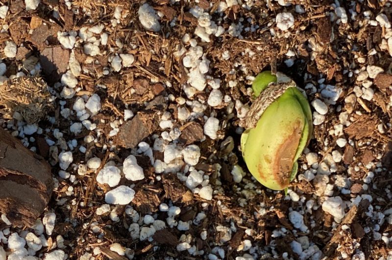 Direct sow lima beans in my raised bed