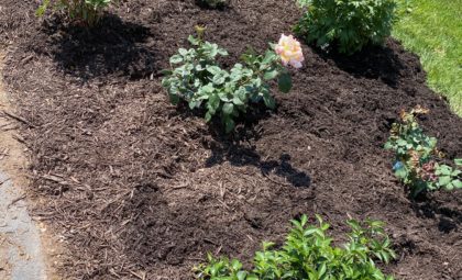 Best way to make a new flower bed