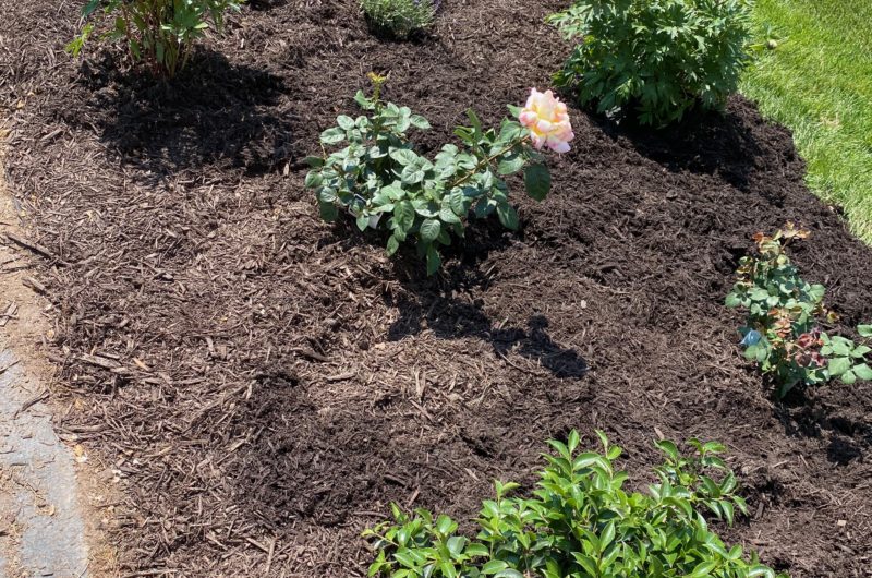 Best way to make a new flower bed