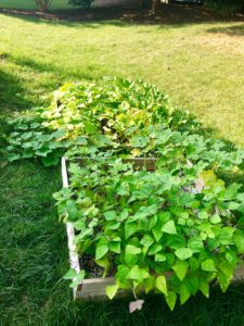 high yield vegetable crops square foot garden