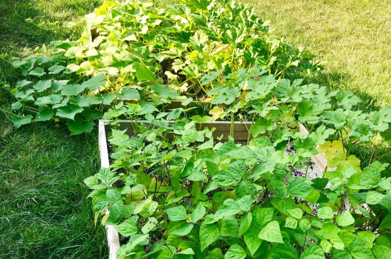 high yield vegetable crops square foot garden