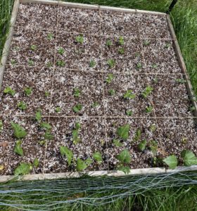 Raised Garden Bed after two weeks. Peas, beans, okra and tomatoes are planted in this bed.