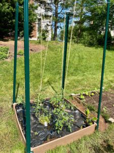 Tomato trellis for indeterminate varieties of tomatoes