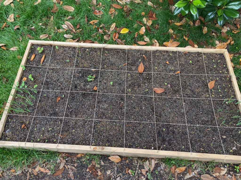 8x4 part shade raised garden bed 3 weeks after planting