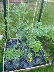 raised garden bed with tomatoes