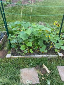 zucchini and cucumber plants in a raised bed