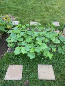 cucumbers and okra in raised garden bed