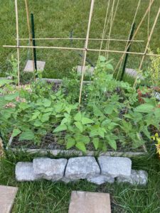 peas and beans in raised bed