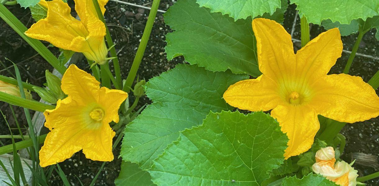 zucchini blossoms in garden