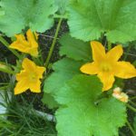 zucchini blossoms in garden