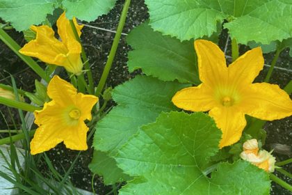 zucchini blossoms in garden