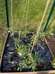 Week 3 of my tomato bed