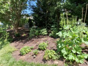 Bamboo trellis for tomatoes