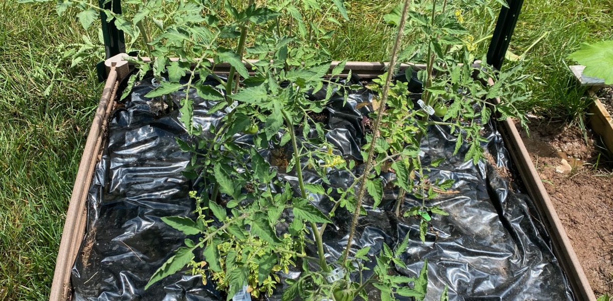 tomatoes in a raised garden bed