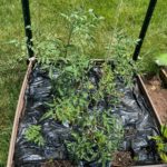 tomatoes in a raised garden bed