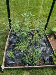 tomatoes in a raised garden bed