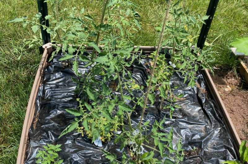 tomatoes in a raised garden bed