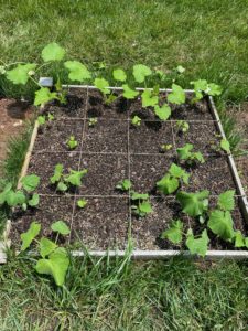 zucchini in a raised garden bed along with cucumbers and okra