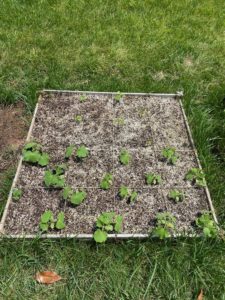 raised garden bed after 4 weeks. Cucumbers and okra are growing here.