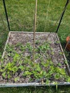 raised garden bed square foot garden peas and beans