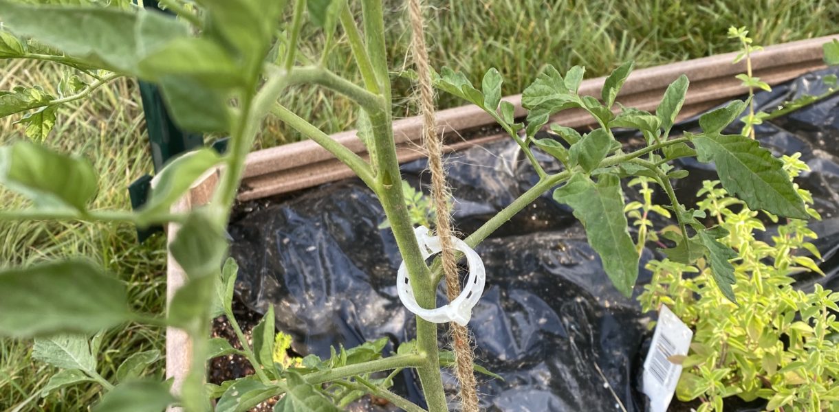 Black Prince tomato attached to trellis