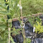 Black Prince tomato attached to trellis