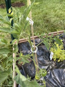 Black Prince tomato attached to trellis