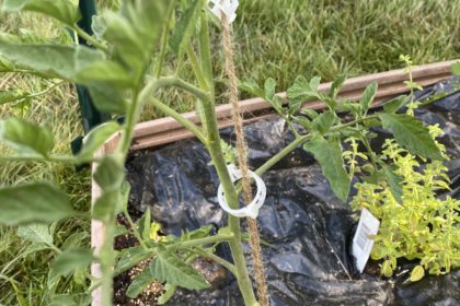 Black Prince tomato attached to trellis