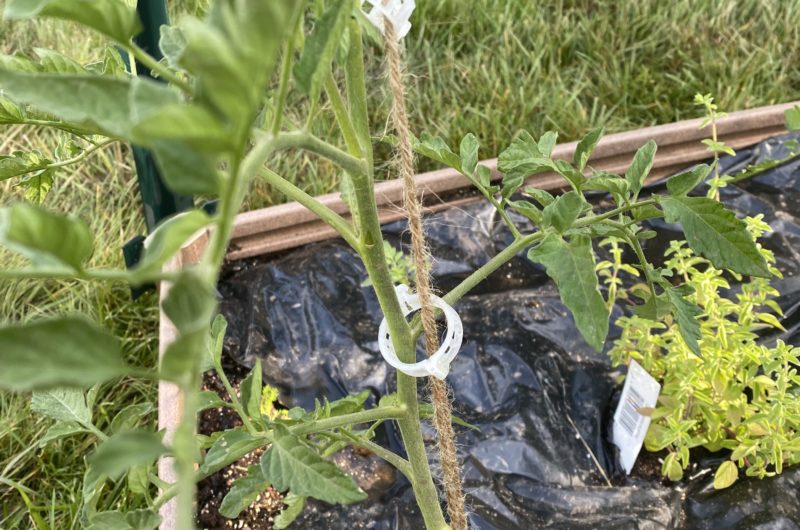 Black Prince tomato attached to trellis