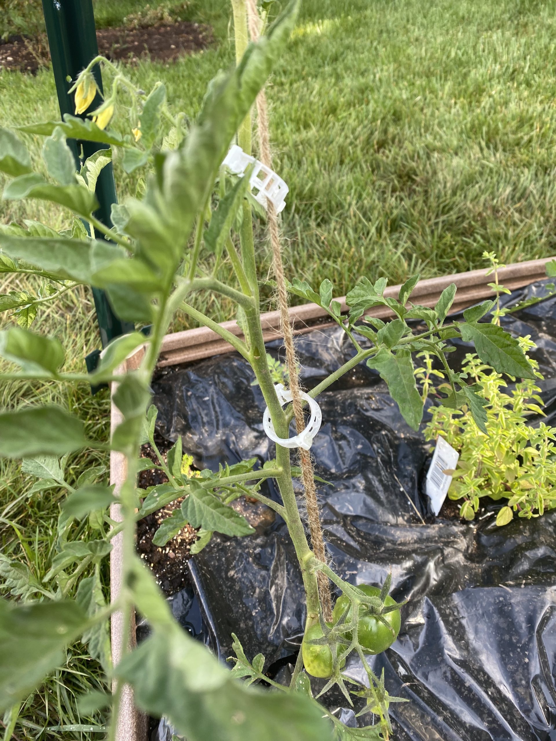 Easy Tomato Trellis with no nails