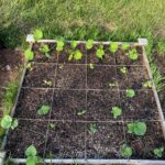 Raised garden bed okra, zucchini and cucumbers third week after planting seed.