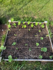 Raised garden bed okra, zucchini and cucumbers third week after planting seed.