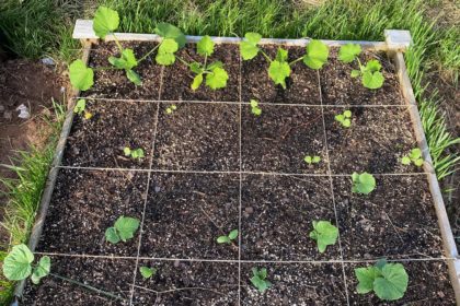 Raised garden bed okra, zucchini and cucumbers third week after planting seed.