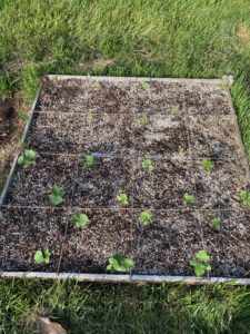 Raised bed with cucumbers