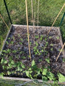 Peas and beans in raised garden bed