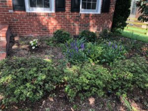 Front flower bed filled with evergreens